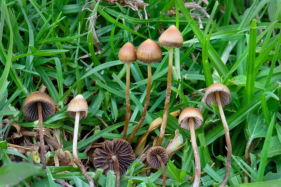 Psilocybe mexicana — grzyby w środowisku naturalnym