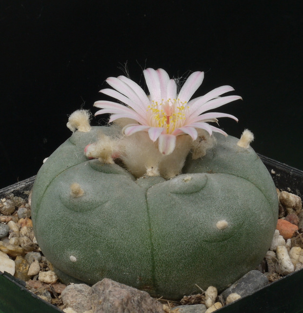 Lophophora williamsii (pejotl) w kwiecie