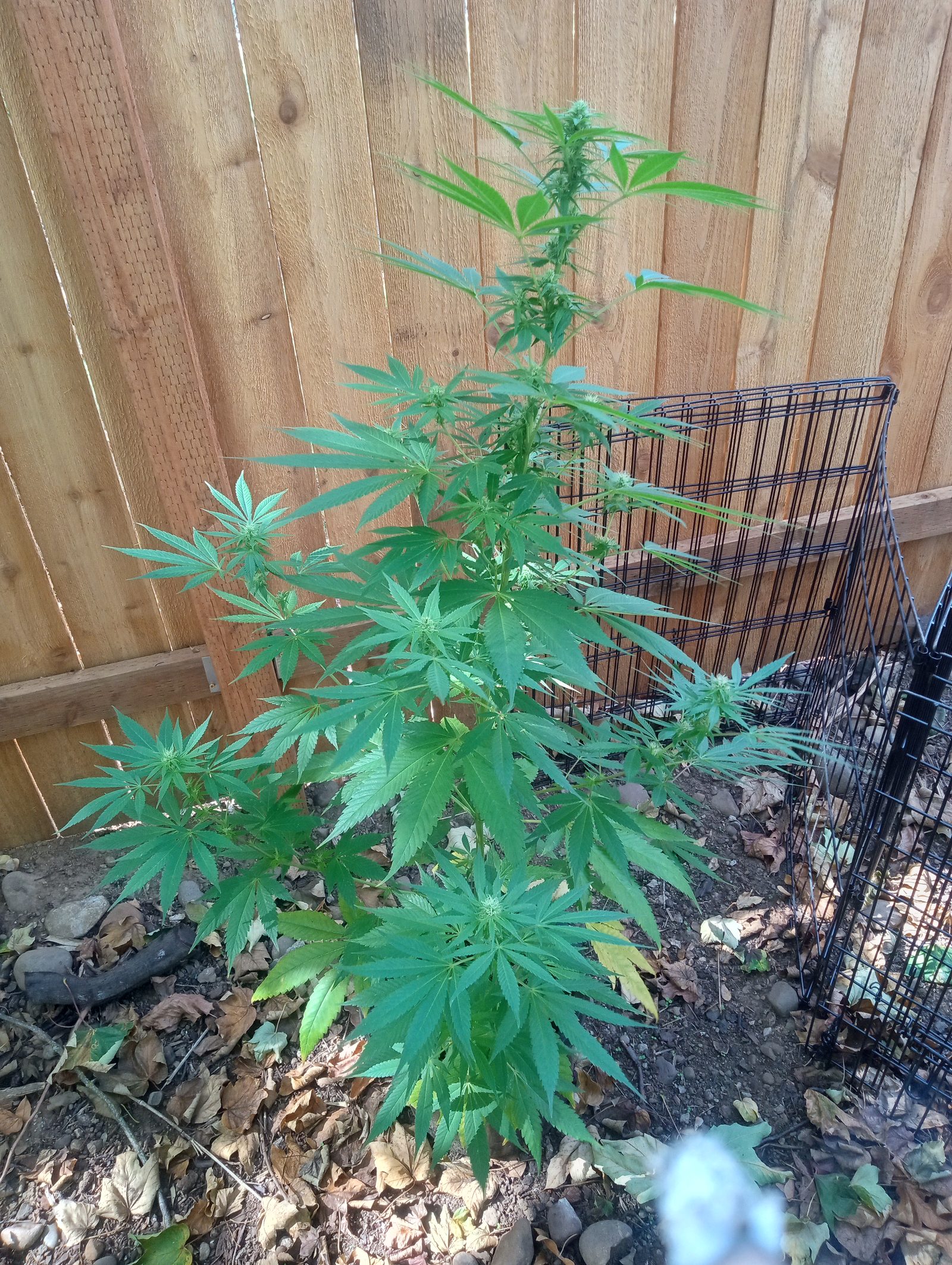 Acapulco Gold — kwitnąca roślina żeńska