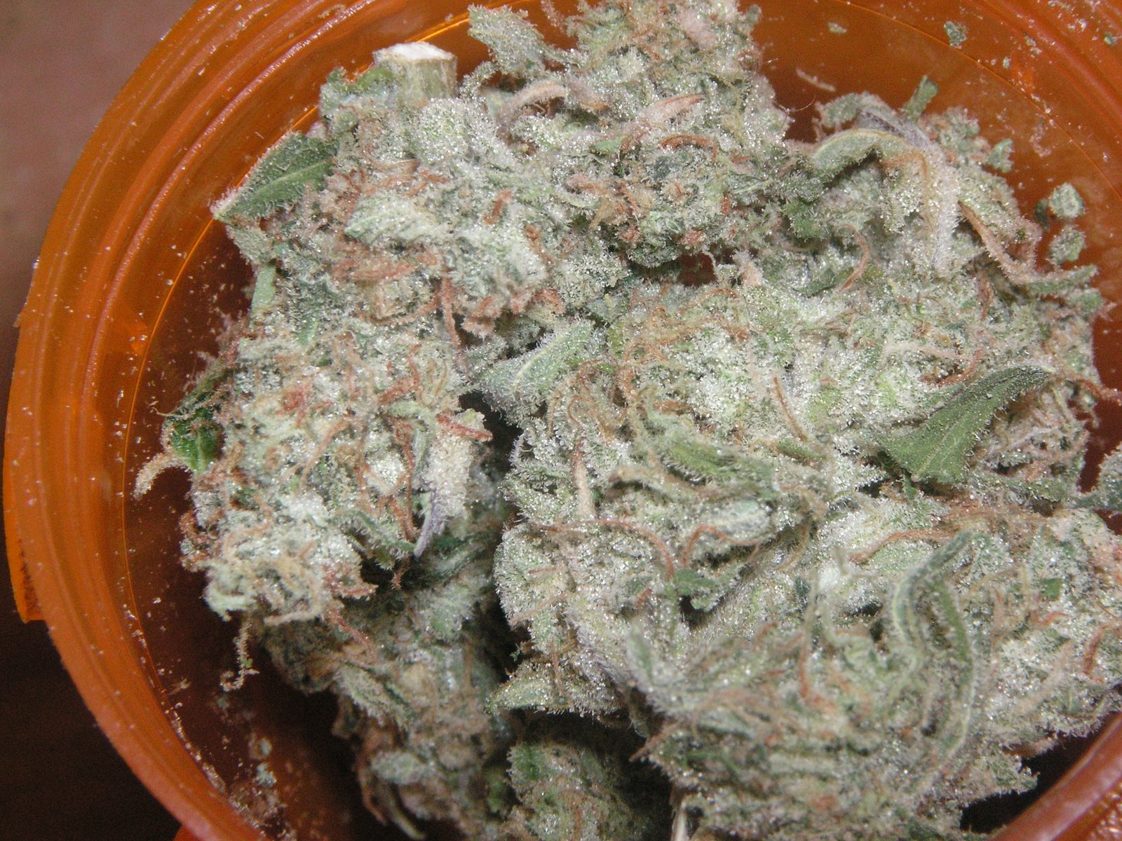 Afghani — kwiat