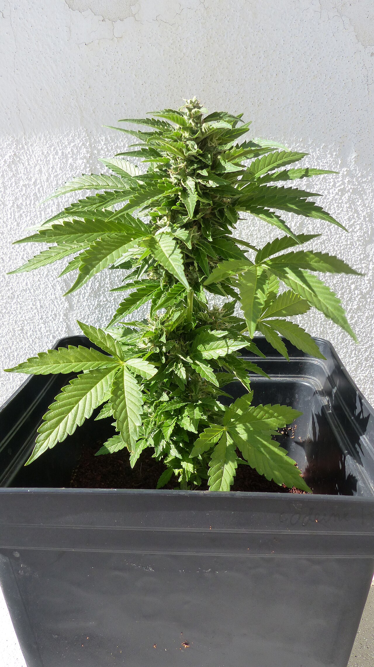 AK-47 — roślina autoflowering podczas dojrzewania