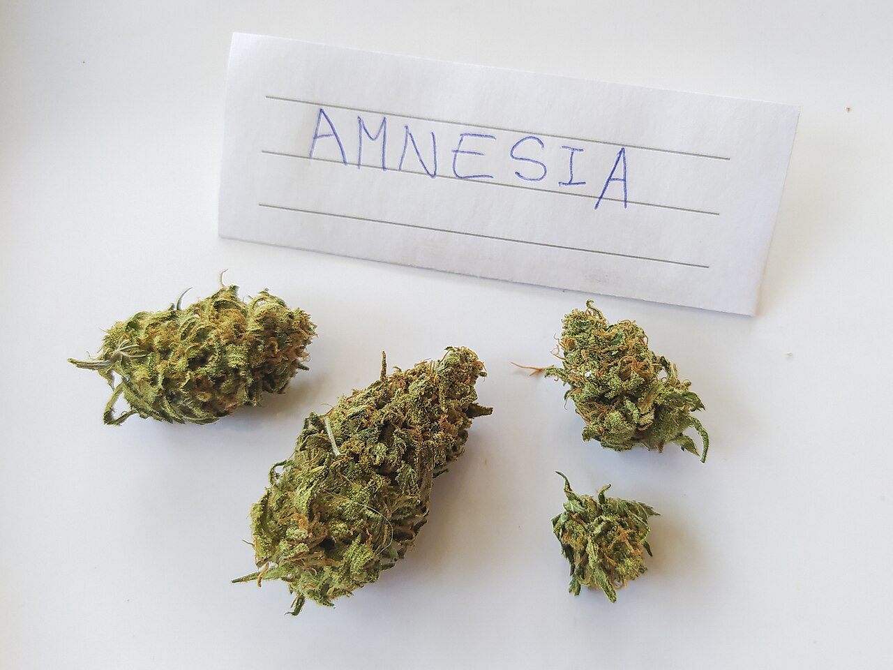 Amnesia — susz odmiany
