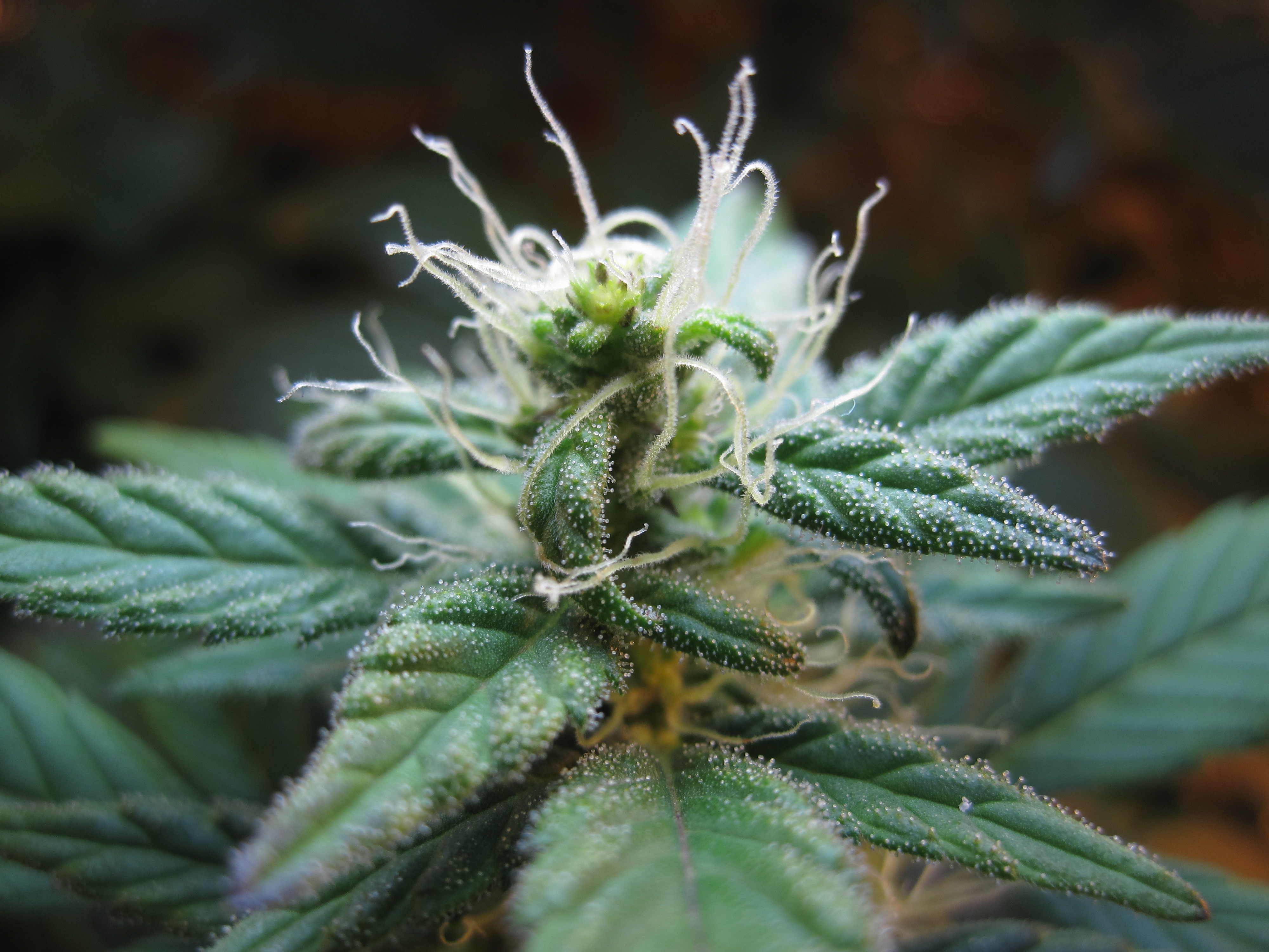 Blueberry — roślina po 40 dniach kwitnienia
