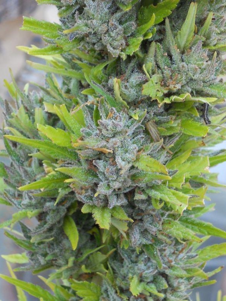 Colombian Gold — roślina