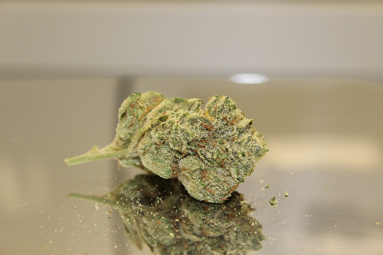 Gorilla Glue #4 — kwiat