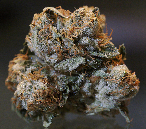 Hindu Kush — wysuszony kwiat (pąk)