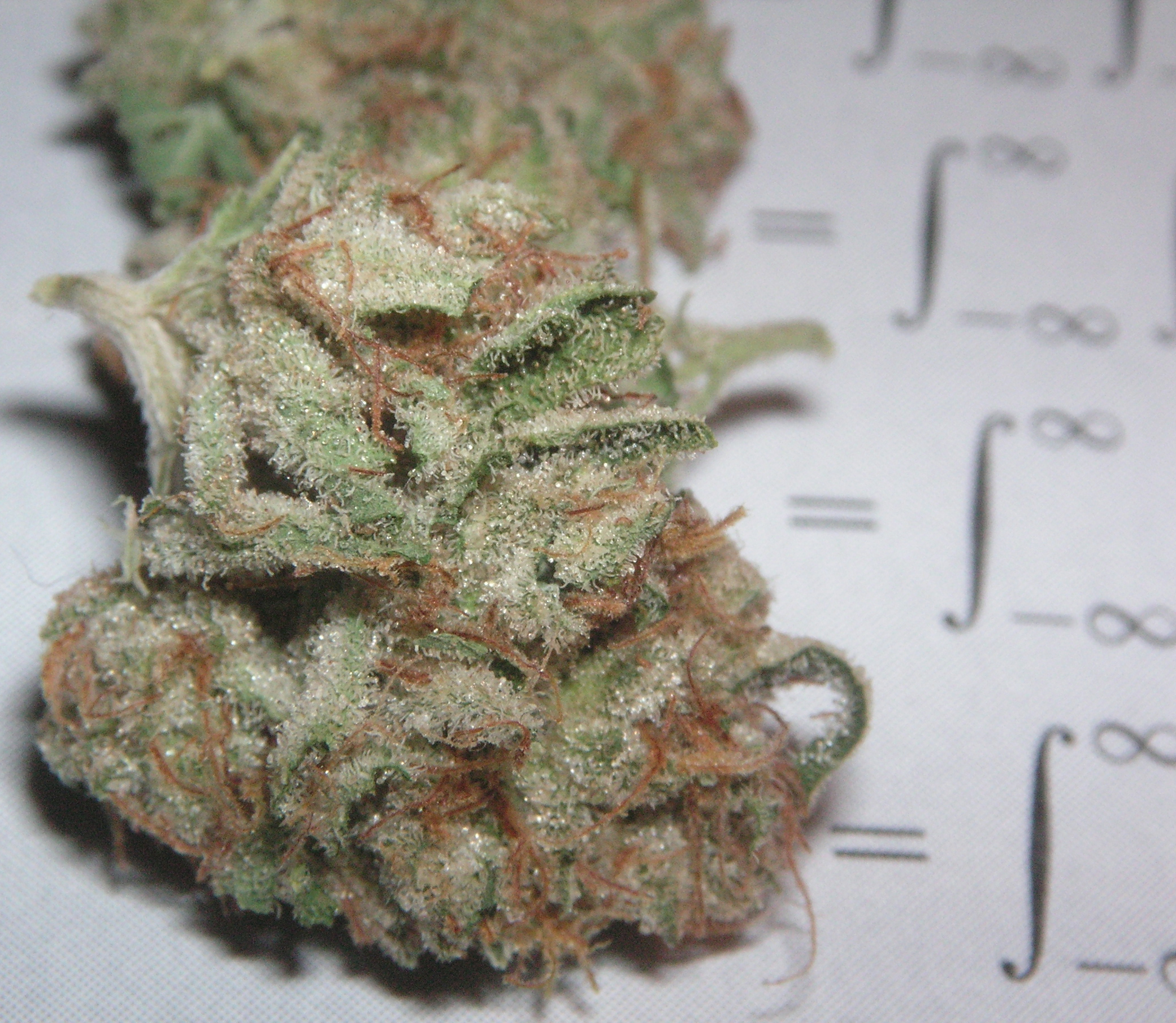 OG Kush — wysuszony kwiat