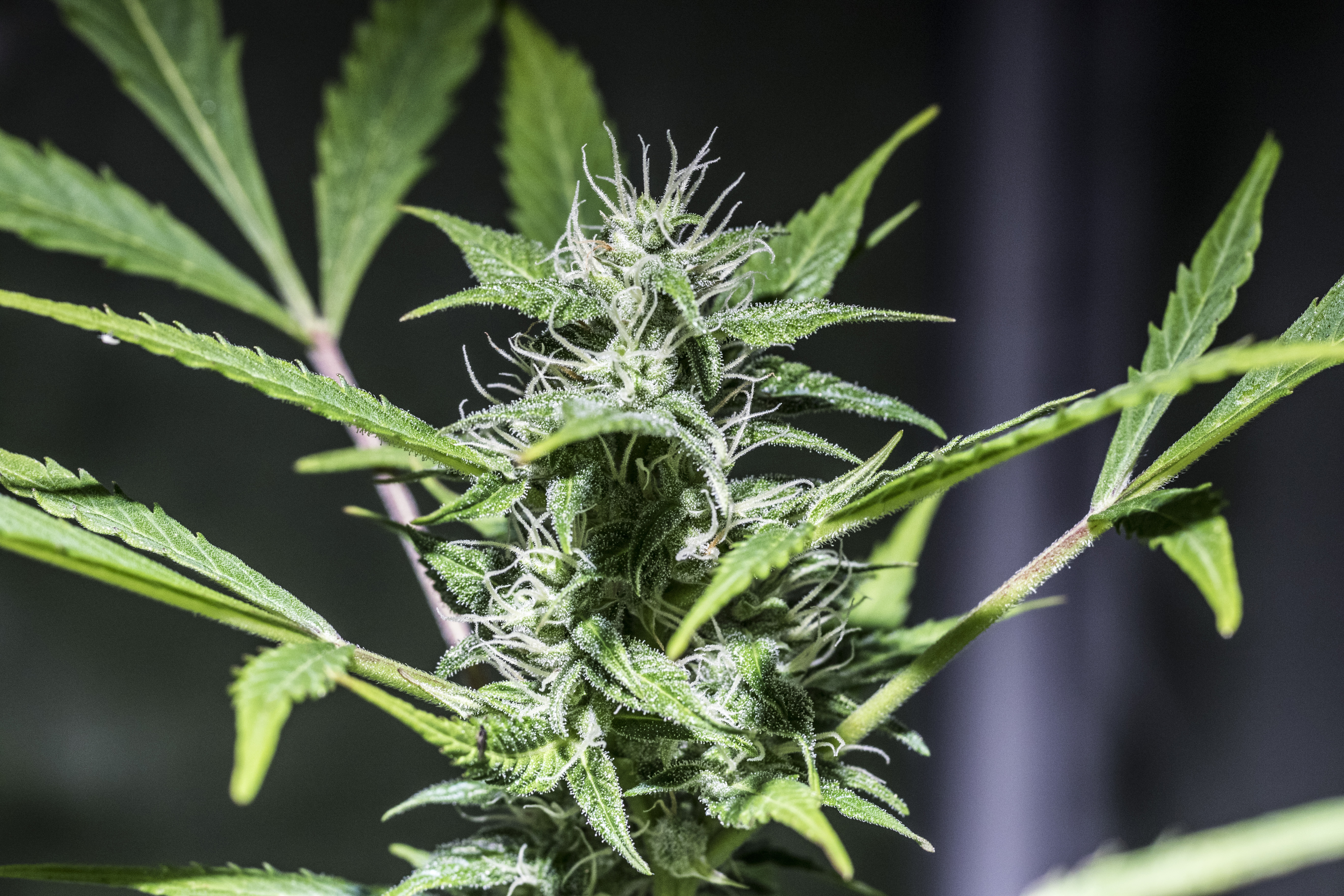 Skunk — kwitnąca roślina Cannabis sativa