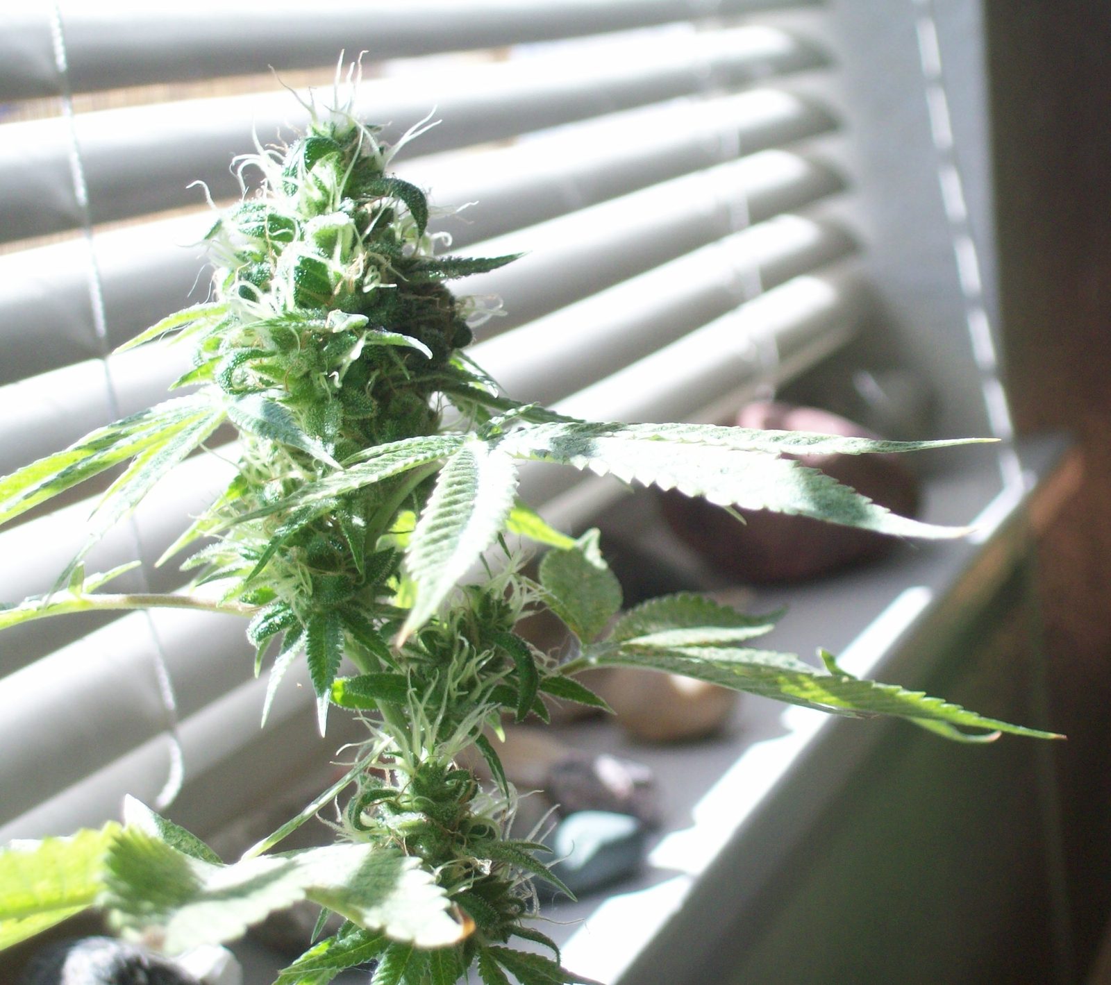 Sour Diesel — żeński kwiat
