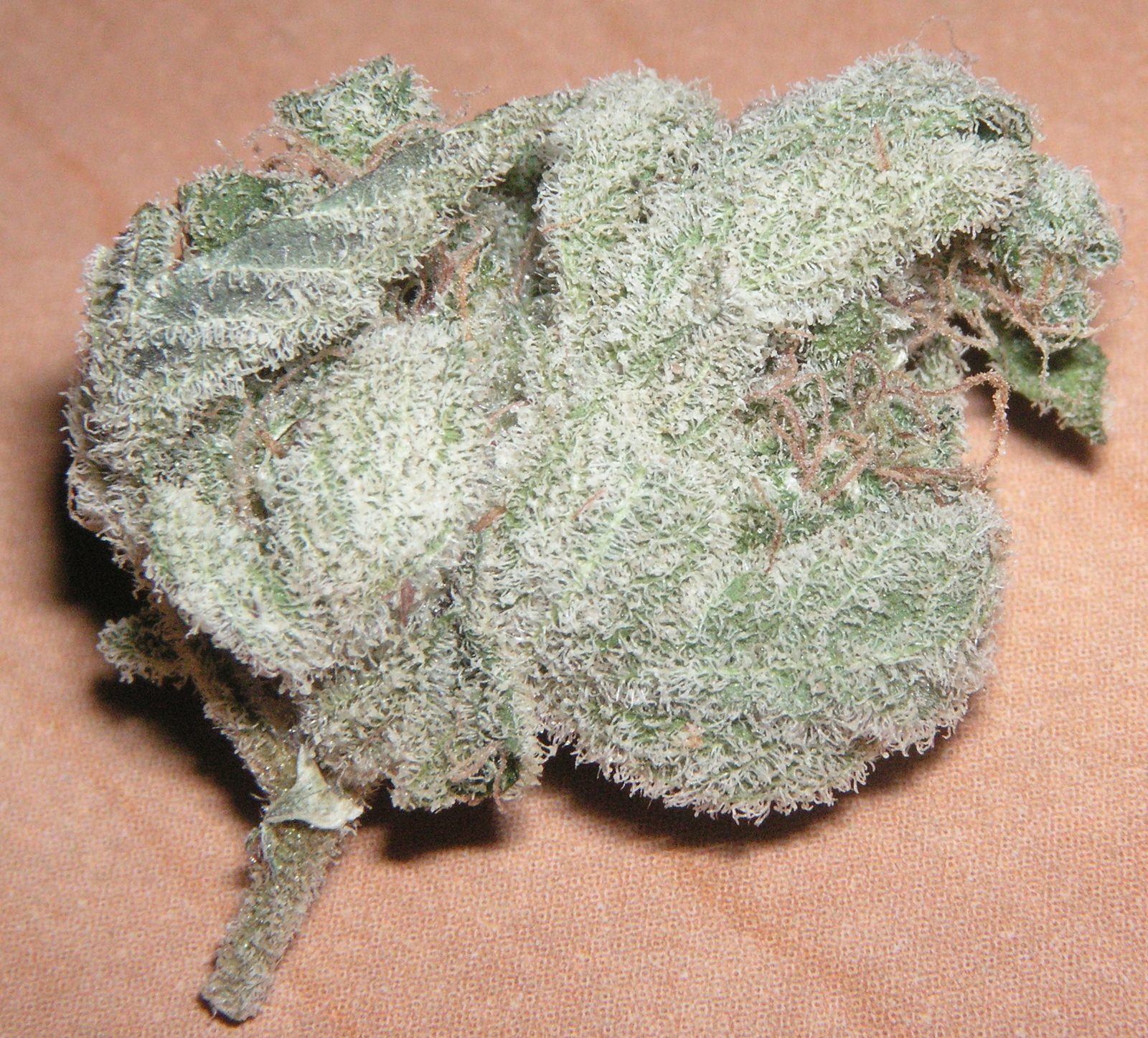 White Widow — wysuszone kwiaty (pąki)