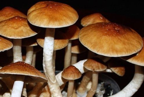 Owocniki odmiany Golden Teacher Psilocybe cubensis