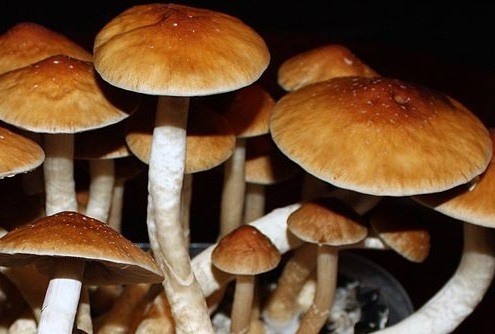 Owocniki odmiany Golden Teacher Psilocybe cubensis