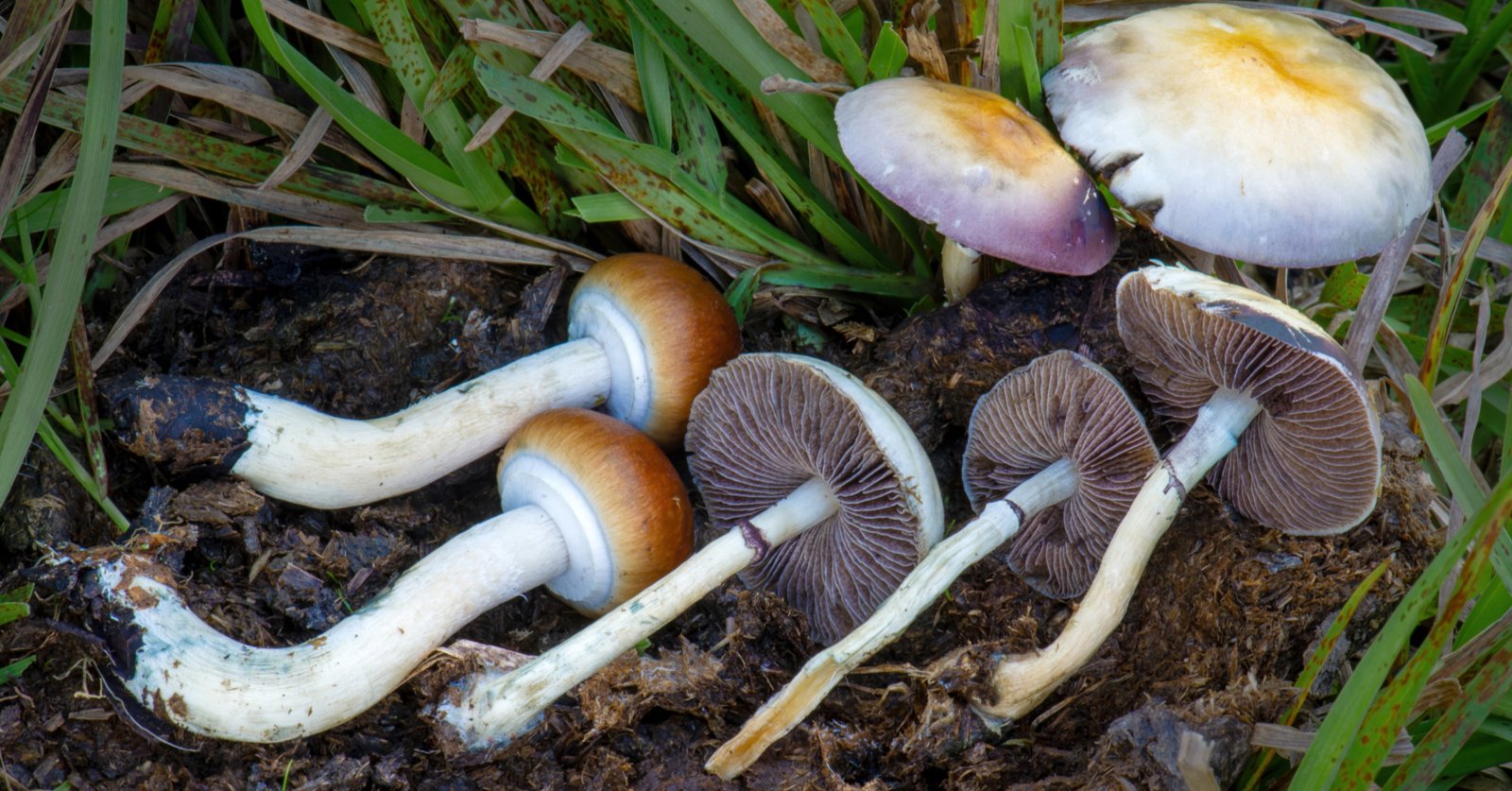 Sala sesji terapeutycznej w badaniu psylocybiny