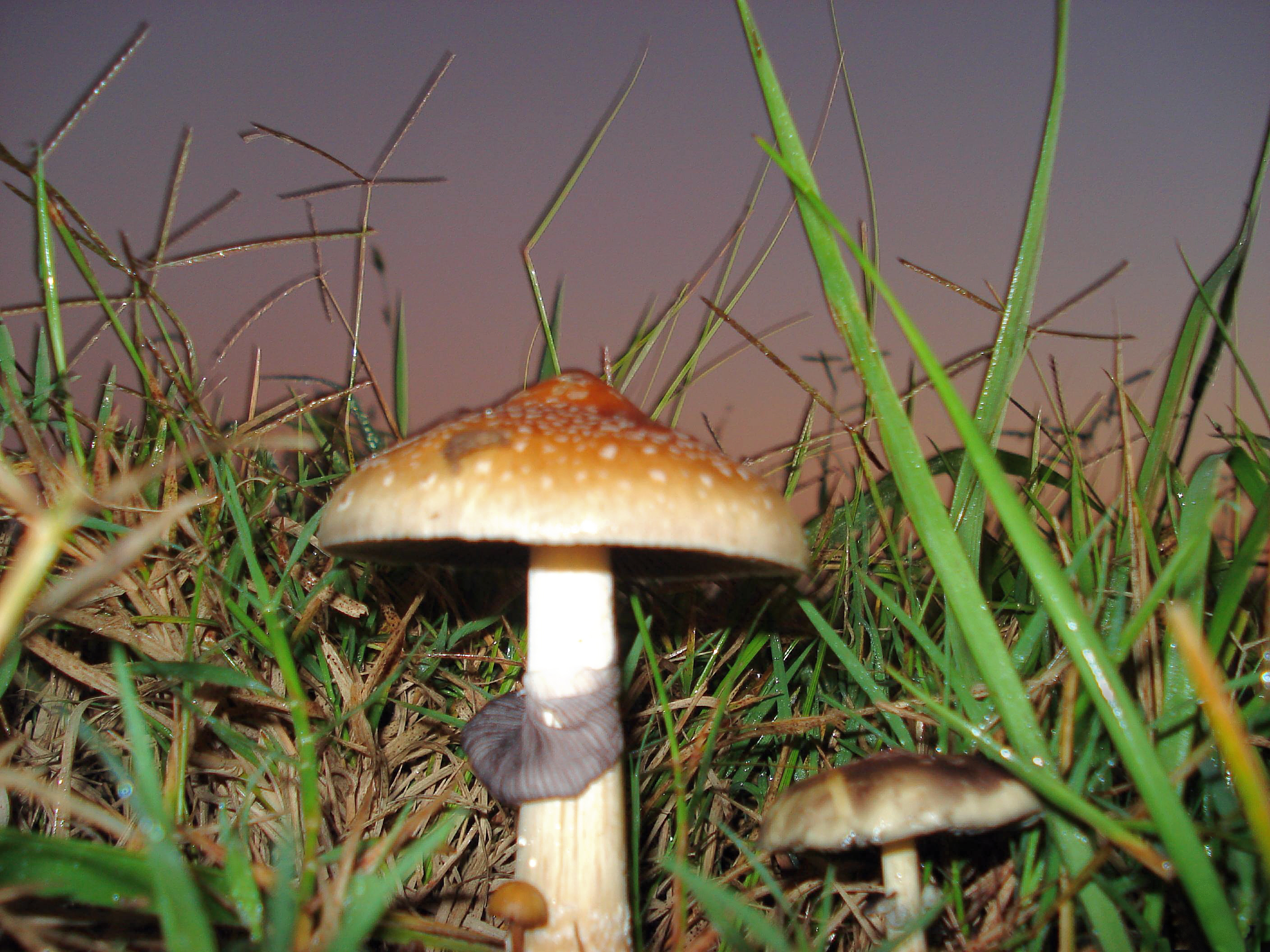 Owocniki Psilocybe cubensis